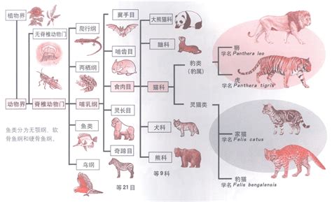 動物大全|动物分类表